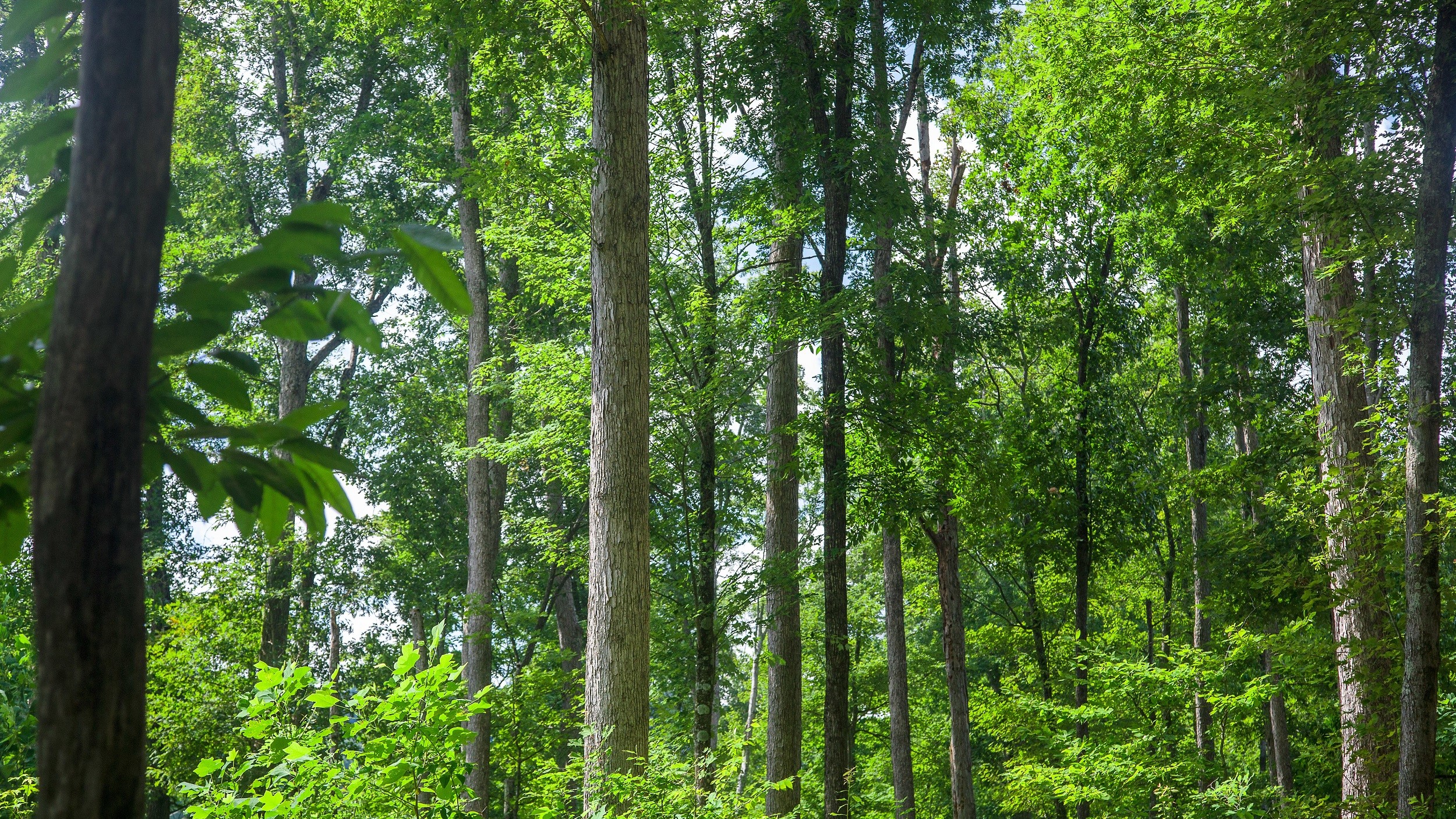 Trees in a forest